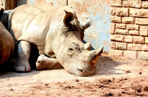 La "Rhinocérite" : au-delà de l'épidémie, une idéologie déshumanisante et régressive
